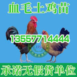 贵州狮头鹅苗价格图片0