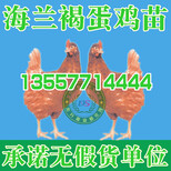 贵州狮头鹅苗价格图片1