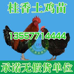 广西贵港红瑶鸡苗图片1