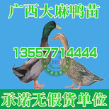 贵州鹅苗批发市场地址图片1