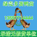 贵州鹅苗批发市场地址图片2