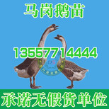兴义大鹅品种图片1