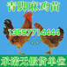 貴州山雞養殖