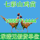 广西柳州土鸡品种图片2