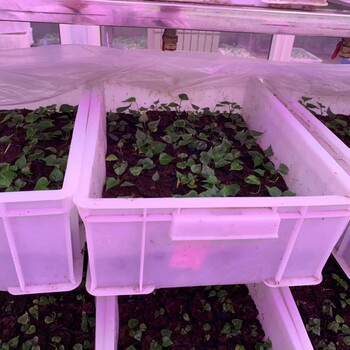 2021年脫毒紅薯苗澳洲紫白