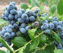 泰安蓝莓苗种植哪家好图片
