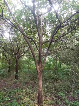 枣庄石榴树，石榴盆景，枣树，杏树