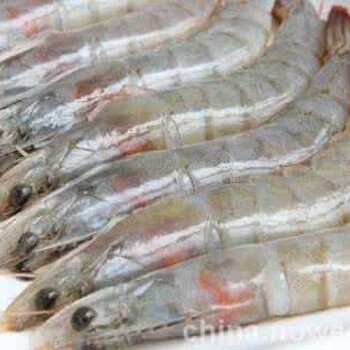 挪威hopen希望岛渔场冷冻虾进口清关报关报检！北极甜虾！冷冻对虾！磷虾！虎虾！