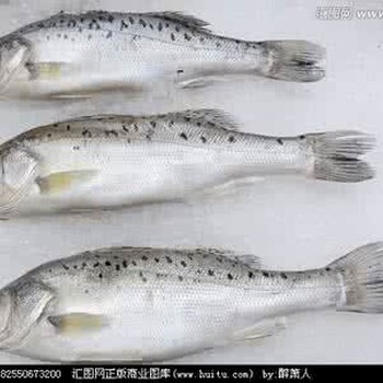 鱼类！日本金枪鱼进口报关清关公司