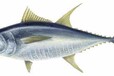 一级食用鱼白色黄金南极犬牙鱼进口清关流程有哪些？冷冻海鲜进口要注意什么?