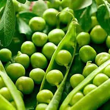 青岛可靠的进口绿豆农产品报关代理公司，绿豆进口科普