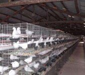 襄陽肉鴿/種鴿養殖，專業化、科學化養殖，盡在億農陽光！