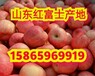 山東紅富士蘋果批發價格現在紅富士多少錢一斤