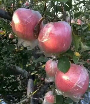 哪里有红富士苹果产地批发山东红富士苹果批发价格是多少