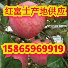 山东红富士苹果批发价格图片