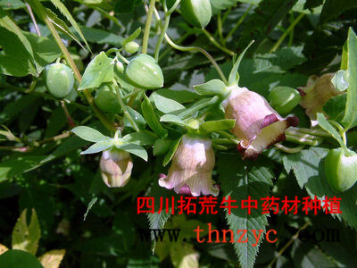 紫党参