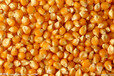 大米小麦高粱糯米玉米
