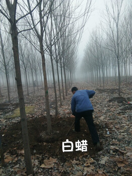 8公分白蠟價格10公分白蠟價格