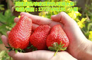 草莓季來啦！深圳品種多摘草莓攻略已經到達，周末組隊約起來！圖片