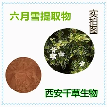 六月雪提取物六月雪濃縮粉六月雪浸膏粉