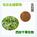 馬蘭頭提取物馬蘭頭濃縮粉馬蘭頭浸膏粉
