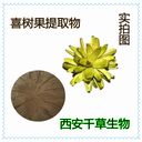 喜樹(shù)果提取物喜樹(shù)果濃縮粉浸膏粉廠家生產(chǎn)