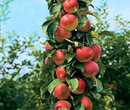 春天授粉是M9T337矮化苹果苗的授粉关键
