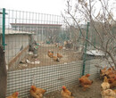武汉哪里有养殖围网卖养鸡围网多少钱一米养鸡围网的质量怎么样图片