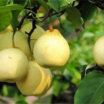 早熟梨樹苗價(jià)格