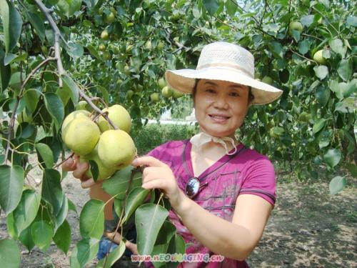 供应量树苗、基地梨树苗几月成熟