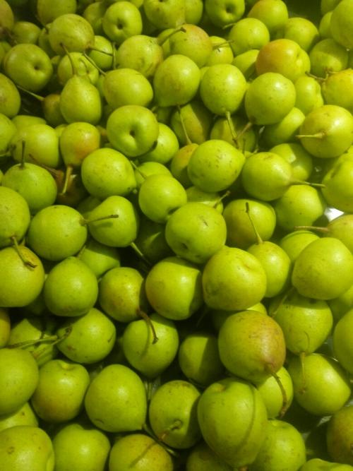 早酥紅梨樹(shù)苗價(jià)格、自家梨樹(shù)苗賣價(jià)多少錢一棵