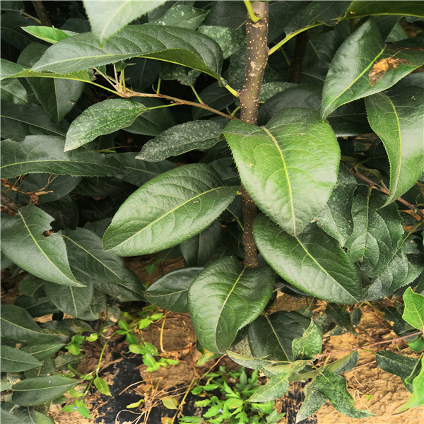 早熟梨樹苗價(jià)格、自家梨樹苗批發(fā)貴嗎