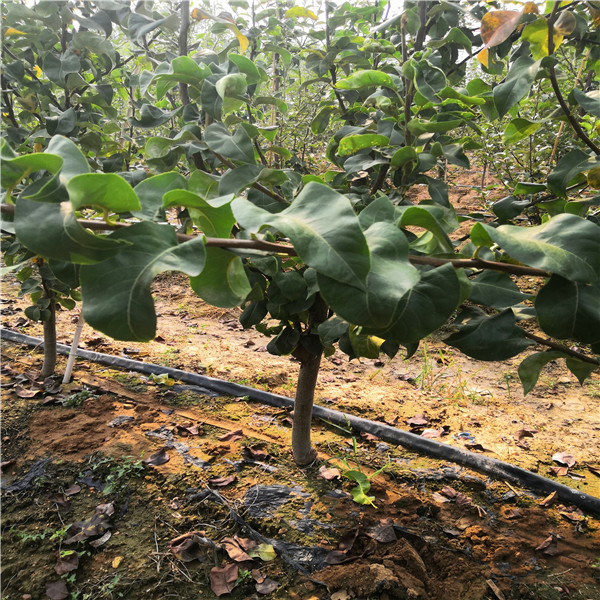 早熟梨樹苗栽上幾年結(jié)果