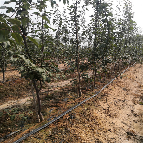 早酥紅梨樹苗栽上幾年結(jié)果、自家梨樹苗預(yù)售多少錢