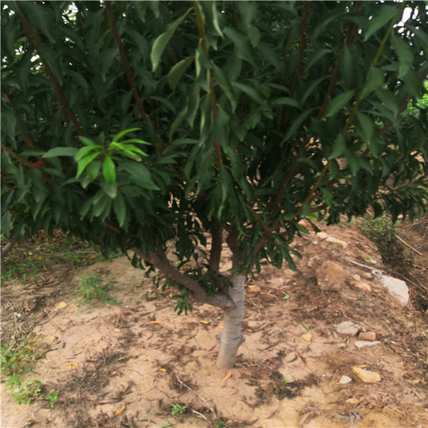 恐龍蛋李子苗、李子樹苗基地