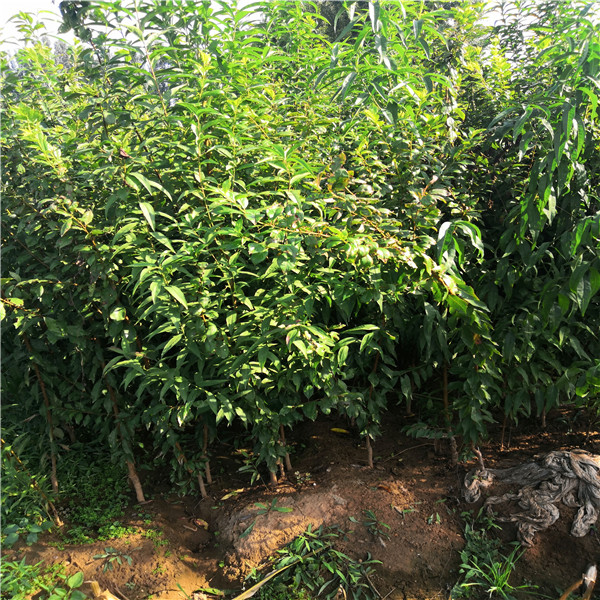 8公分李子樹(shù) 價(jià)格、李子小苗誠(chéng)信經(jīng)營(yíng)