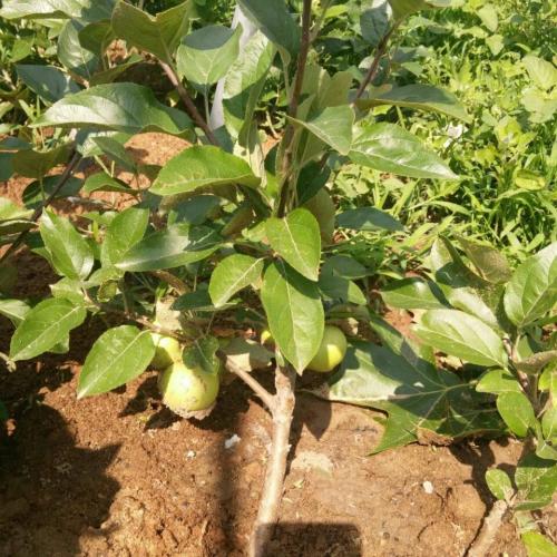 短枝紅星蘋果苗全國批發(fā)價(jià)格低、蘋果苗多少錢一顆？