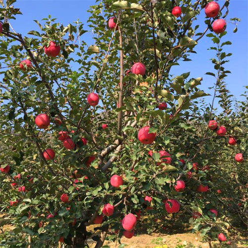 紅富士蘋果苗一棵結(jié)多少斤、3公分蘋果苗哪里的質(zhì)量好？