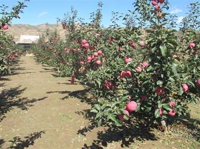 矮化苹果苗成活率高、5年苹果苗多少钱一颗？