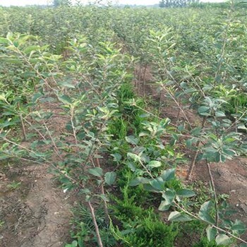 早熟蘋果苗、蘋果苗種植基地