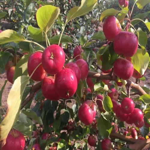 短枝富士苹果苗全国、2公分苹果苗哪里的质量好？