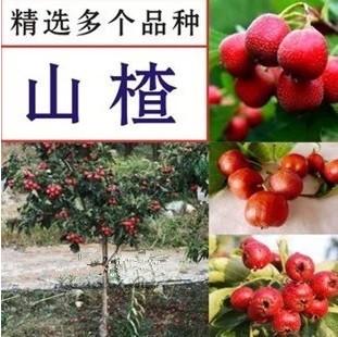 大棉球山楂苗一棵結(jié)多少斤