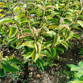 新品種梨樹(shù)苗、今年梨樹(shù)苗多少錢(qián)一顆