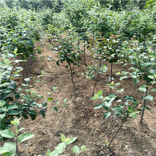早熟蘋(píng)果苗、5公分蘋(píng)果苗種植基地