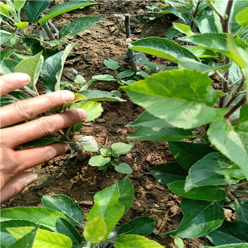 早熟蘋果苗、供應(yīng)蘋果苗價格
