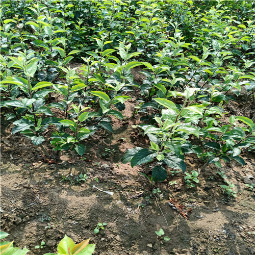 紅富士蘋果苗、新品種蘋果苗怎么樣