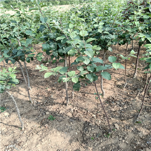 早熟蘋(píng)果苗、3年蘋(píng)果苗那里的成活率高？