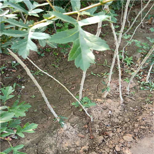 山楂苗、5年山楂苗種植基地