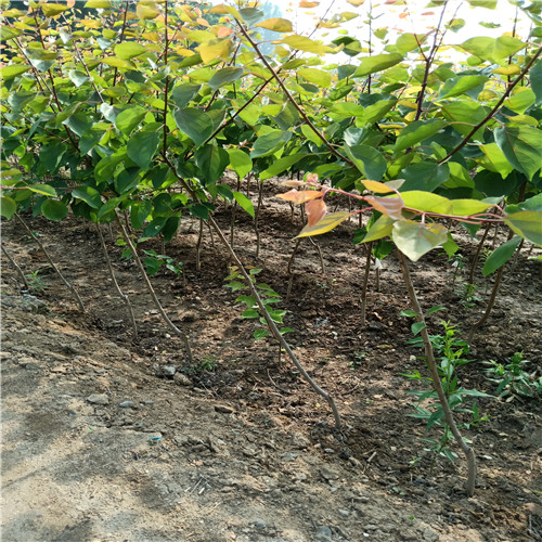 杏樹苗、杏樹苗種植基地