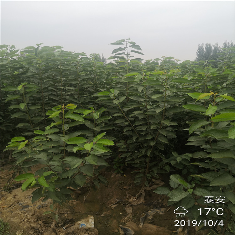 3公分櫻桃樹基地_3公分櫻桃樹天天報價